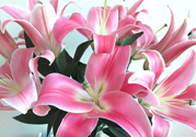 百合花多久澆一次水？百合花多長時間澆水？