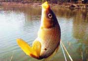 春天釣鯉魚用什么餌料？春天釣鯉魚餌料配方