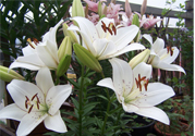 百合花怎么養(yǎng)？百合花在家怎么養(yǎng)？