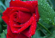 玫瑰花可以放多久？玫瑰花可以放幾天？