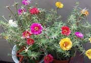 春天家里適合種什么花？春天適合種植什么花？