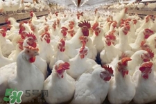 h7n9禽流感可以治愈嗎？禽流感能治好嗎？