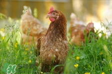 h7n9禽流感可以治愈嗎？禽流感能治好嗎？