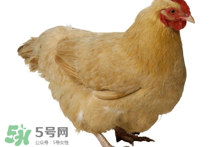 h7n9禽流感可以治愈嗎？禽流感能治好嗎？