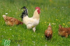 h7n9禽流感可以治愈嗎？禽流感能治好嗎？