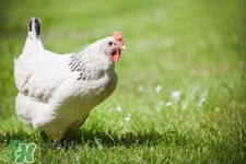 h7n9禽流感可以治愈嗎？禽流感能治好嗎？