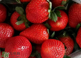 奶油草莓多少錢一斤？奶油草莓價(jià)格