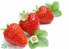 奶油草莓是什么品種？奶油草莓和巧克力草莓的區(qū)別 
