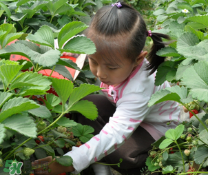 三亞哪里可以摘草莓？三亞摘草莓在哪里？