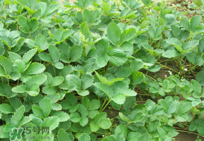 草莓苗幾月份種植？幾月份可以種草莓？