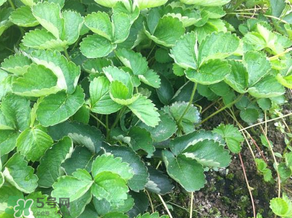 草莓苗幾月份種植？幾月份可以種草莓？