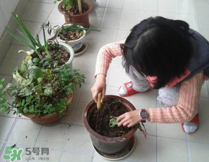 春天家里適合種什么花？春天適合種植什么花？