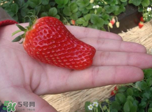 怎么辨別有機(jī)草莓？有機(jī)草莓和普通草莓的區(qū)別 