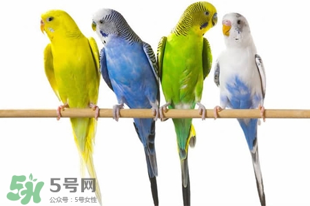禽流感可以養(yǎng)鸚鵡嗎？禽流感期間能養(yǎng)鸚鵡嗎？