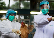 h7n9禽流感可以治愈嗎？禽流感能治好嗎？