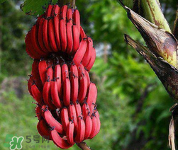 紅香蕉多少錢一斤？南洋紅香蕉多少錢一斤？