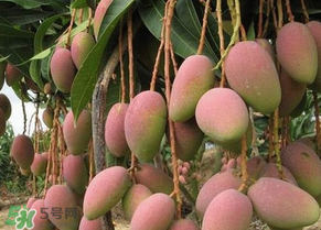 青芒果切開沒熟怎么辦？芒果沒熟切開了怎么辦？