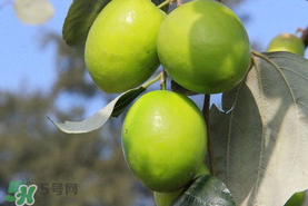 青棗與牛奶棗是轉基因水果嗎？青棗和牛奶棗的區(qū)別