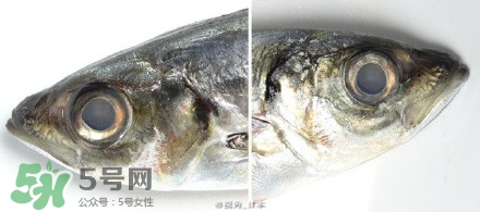怎么自制死魚眼眼鏡？死魚眼眼鏡哪里買？
