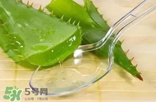 臉上長(zhǎng)痘痘可以擦蘆薈嗎?臉上長(zhǎng)痘痘擦蘆薈有用嗎?