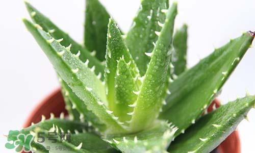 臉上長(zhǎng)痘痘可以擦蘆薈嗎?臉上長(zhǎng)痘痘擦蘆薈有用嗎?