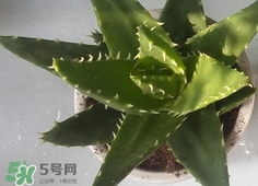 臉上長(zhǎng)痘痘可以擦蘆薈嗎?臉上長(zhǎng)痘痘擦蘆薈有用嗎?