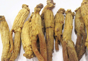 高麗參適合什么人吃？什么人不能吃高麗參？