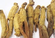 高麗參怎么吃效果最好？高麗參的正確吃法