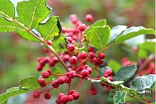 花椒真的能治打呼嚕嗎？花椒水治打呼嚕有效嗎？