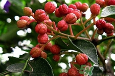 花椒真的能治打呼嚕嗎？花椒水治打呼嚕有效嗎？