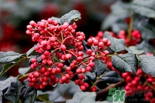 花椒真的能治打呼嚕嗎？花椒水治打呼嚕有效嗎？