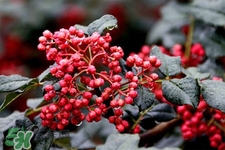 花椒水治腳氣管用嗎？花椒水泡腳可以治腳氣嗎？