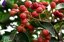 花椒水治腳氣管用嗎？花椒水泡腳可以治腳氣嗎？