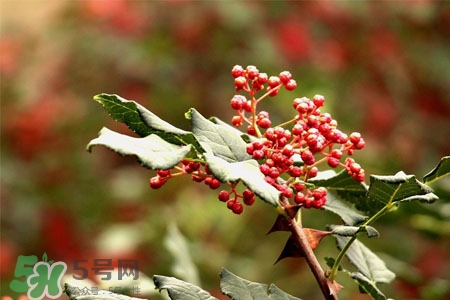 花椒水能治痔瘡嗎？花椒水治痔瘡有效果嗎？