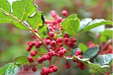 花椒水能治痔瘡嗎？花椒水治痔瘡有效果嗎？