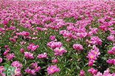 春天開的花有哪些？春天都開什么花？