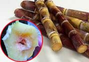 甘蔗發(fā)霉能吃嗎？吃了發(fā)霉的甘蔗怎么辦？