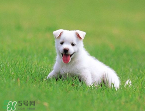 狗狗可以吃青棗嗎？狗狗能不能吃青棗？
