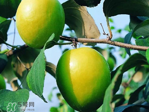 青棗吃多了會胖嗎？吃青棗會不會發(fā)胖？