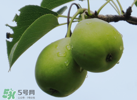 吃青棗可以減肥嗎？減肥可以吃青棗嗎？