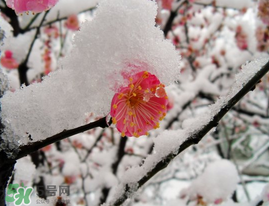 春天下雪意味著什么？春天為什么會下雪？