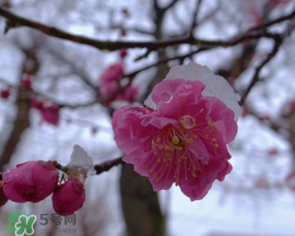 春天下雪意味著什么？春天為什么會下雪？