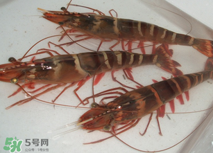 活蝦為什么要灌膠水？活蝦灌膠水有什么用？