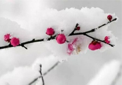 如何預(yù)防倒春寒？怎么預(yù)防倒春寒？