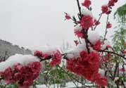 春天下雪意味著什么？春天為什么會(huì)下雪？