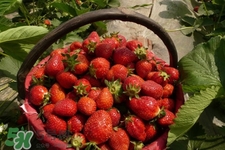 怎樣去除草莓的農(nóng)藥？怎樣洗草莓的殘留農(nóng)藥？
