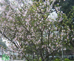 春天為什么會(huì)突然降溫？春天為什么會(huì)突然變冷？