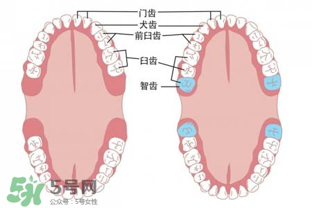 智齒能用舌頭舔嗎？喜歡舔智齒怎么辦？