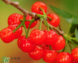 櫻桃多少錢(qián)一斤？櫻桃多少錢(qián)一斤2017？