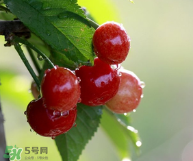 櫻桃多少錢(qián)一斤？櫻桃多少錢(qián)一斤2017？